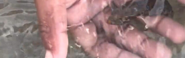 Ne zna da je na ivici smrti: Od snimka igre sa “slatkom životinjom” na plaži diže se kosa na glavi