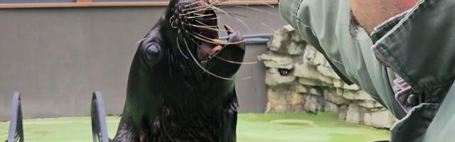 Oglasili se iz Beogradskog zoo vrta nakon smrti foke Berta