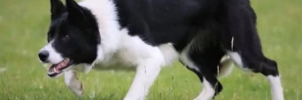 Ovo je najskuplji ovčar na planeti