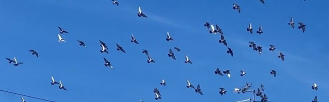 Poruka goluba pismonoše stigla posle 100 godina!