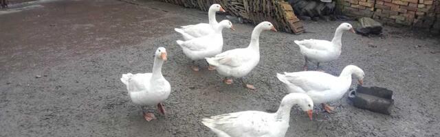 Uzgoj gusaka u Banatu polako nestaje, ali ima onih koji ne odustaju