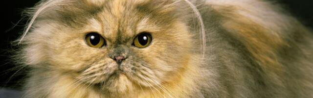 Najređe boje mačjeg krzna: Koliko puta u životu ste videli mačku boje čokolade, jorgovana ili cimeta?