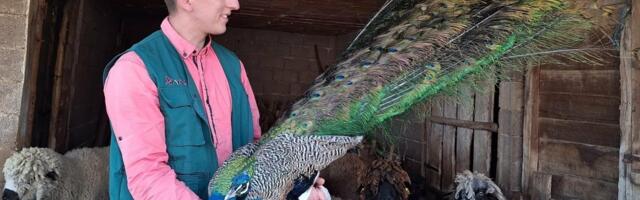 Blažen između pauna i paunice! Zbog njih je Anđelo ostavio Pariz i vratio se u rodno selo