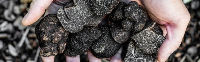 Ljubodrag Stojadinović: Tartuf, pečurka za rast