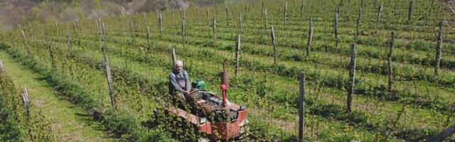 Jovanovići očekuju preko 70 tona maline ove sezone - u posao uključena cela porodica