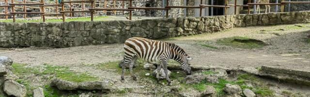 Evo šta se dogodilo: Poznato KAKO je pobegla zebra u Beogradu