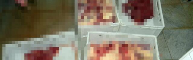 PRODAVALI MESO ZARAŽENO TRIHINELOM! Uhapšen veterinar i vlasnik jednog poljoprivrednog gazdinstva iz Pančeva!