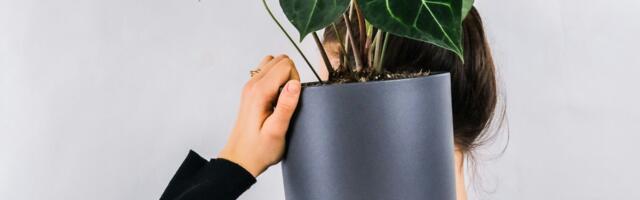 Anturijum ne cveta? Napravite napitak od sastojka koji imate u kuhinji i "naterajte" ga da pusti nove pupoljke