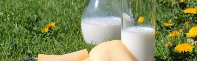 Odvojeno više od četiri milijarde dinara za premije za mleko