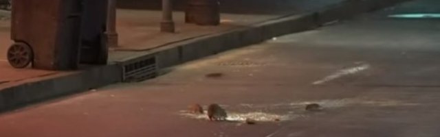 NOVA OPASNOST U AMERICI! Dok su ljudi zatvoreni u svojim kućama, GLADNI PACOVI haraju ulicama! (VIDEO)