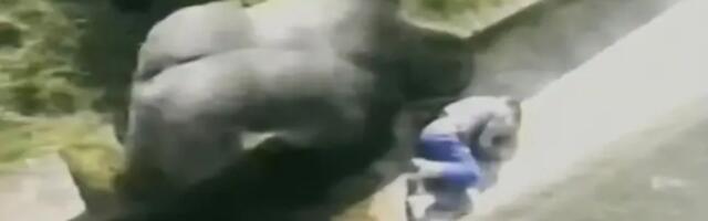 Čovek koga je sa pet godina spasila gorila tvrdi da je ovaj događaj za njegov život bio prekretnica