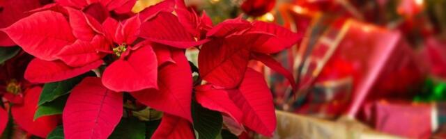 Ove 3 biljke morate imati za Badnje veče i Božić: Jedna štiti od dom od zla, a druga donosi pare