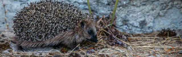 Суперслух као спас: јежеви чују звукове које човек не може ни да замисли