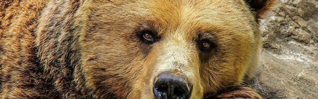 Muškarac teško povređen u napadu medveda uz Rumuniji