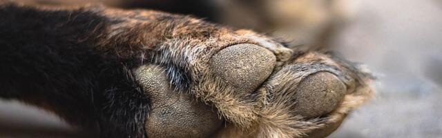 Devojku u Nišu napao čopor pasa