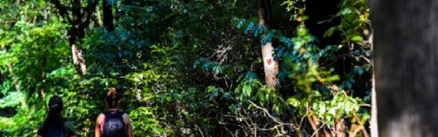 Novi trend - "uzemljenje": Šta se dešava na Fruškoj Gori?