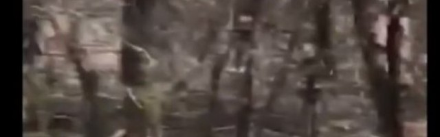 JEZIVA POJAVA U ŠUMI UZNEMIRILA ENGLEZE! Šetala je stazom kada je na drveću UOČILA ZAPANJUJUĆU SCENU! Niko ne zna o čemu je reč! /VIDEO/