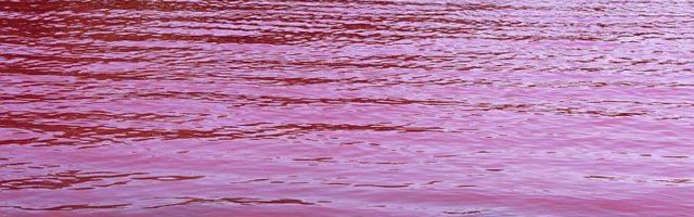 FOTO, VIDEO: Roze jezero usred bačke ravnice