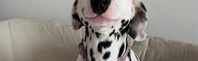 Da li si već u Group 7? Ako nisi, propuštaš viralni fenomen