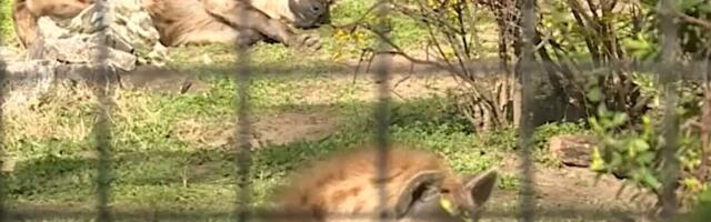 Ministartsvo: Životinje u ZOO Palić u dobrom stanju, o njima se vodi briga