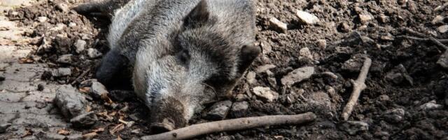 DIVLJA SVINJA UBILA LOVCA Odjeknuo je hitac, ali to nije bio kraj: Usledila je osveta zveri