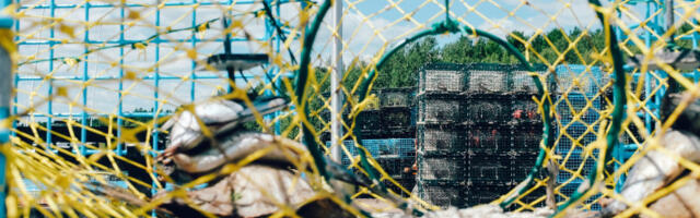 Ribari ulovili bizarnog jastoga: Čak i načnici u šoku kad su videli na šta liči (VIDEO)