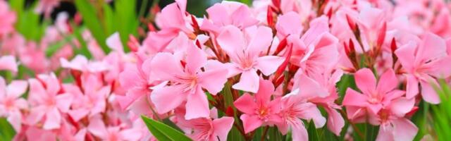 OVU biljku raskošne lepote mnogi imaju u bašti, a nisu svesni koliko je OTROVNA