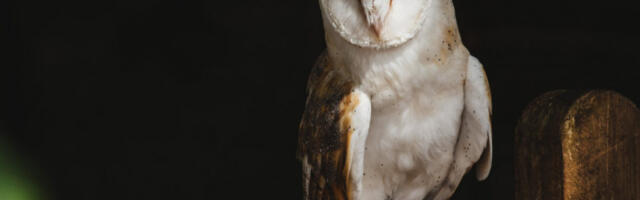 VRHUNSKA KAMUFLAŽA: Sove u drvetu će vas oduševiti! (VIDEO)