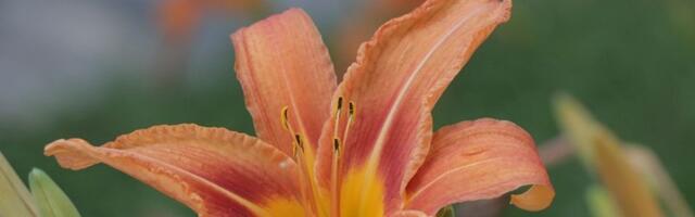 Crveni meteo alarm za jug: Naredne sedmice preko 40 stepeni