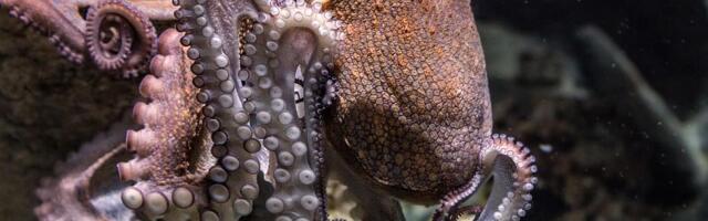 Inteligentni i emotivni beskičmenjaci: Nagli porast broja hobotnica kod južnih obala Engleske