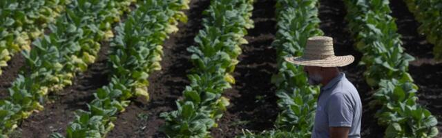 Evo kako je protekla ova sezona za proizvođače duvana: Rekordan prinos virdžinije i stabilna proizvodnja