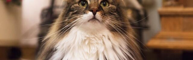 Želite najbolju mačku na svetu: Da li je birate zbog izgleda, karaktera ili drugog važnog kriterijuma?