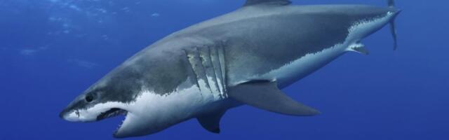 TRI BRUTALNA NAPADA ZA SVEGA NEKOLIKO SATI: Morski psi kidišu na decu, pojavila se i treća žrtva, monstruozna stvorenja vrebaju iz mračnih dubina! (FOTO)