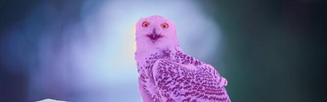 Prvi put u istoriji viđena i fotografisana ROZE KREMSIKL: Misteriozna snežna sova zapanjila svet