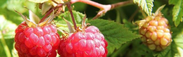 Ministarstvo poljoprivrede objavilo bodovnu listu podnetih projekata za IPARD III program