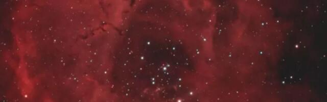 Цвеће од младих звезда