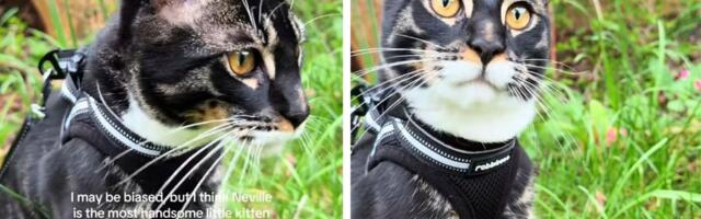 Nevil, mačak koji postaje tigar: Retku kombinaciju bengalca i mejn kuna ne može nabaviti svako