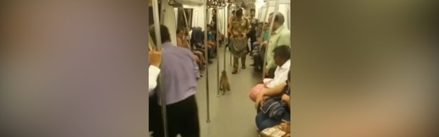 LUDILO: Majmun u metrou skače po putnicima (VIDEO)