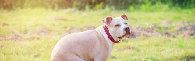 Besni komšija ostavio interesatnu poruku nepoznatom vlasniku psa