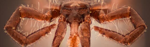 Ovi paraziti su tempirana bomba: Prenose zastrašujuće bolesti, a sve ih je više i sve češće NAPADAJU