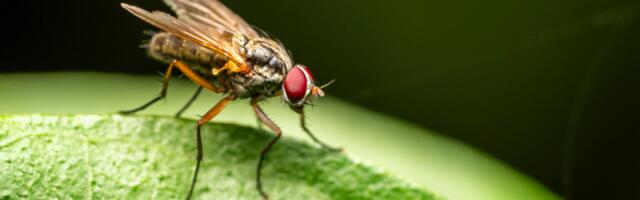 Šta bi se desilo kada bi insekti nestali? Svet kakav poznajemo ne bi preživeo