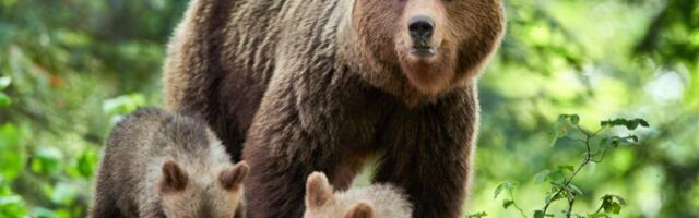 Medvedica krvnički napala pastira 80 km od srpske granice: Hitna pomoć se zaglavila u blatu, nastao haos