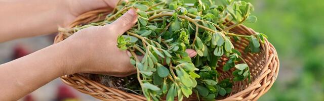 Svi je imamo u dvorištu: Čupate misleći da je korov, a u pitanju je jedna od najzdravijih biljaka na svetu