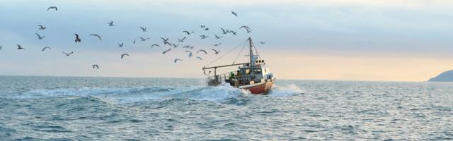 NEVIĐEN PRIZOR U JADRANU Morska grdosija se zapetljala u mrežu: Kad su je izvukli, usledilo ŠOK IZNENAĐENJE
