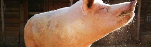 Želite li da udomite vepra Srećka, najstarijeg u Srbiji? Ima 450 kg i voli da se mazi (VIDEO)