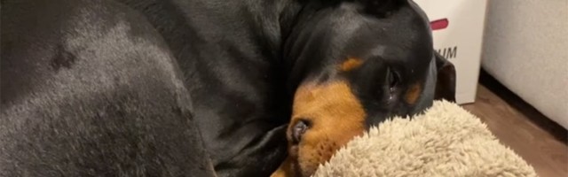 PRESLATKO Uspavani doberman uzdiše, hrče ...