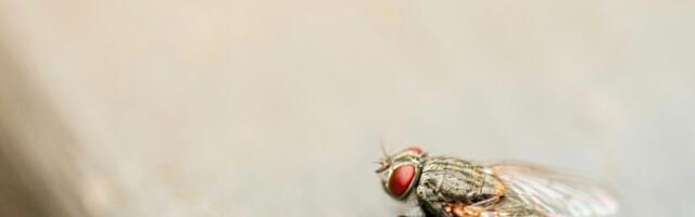 Otkrivanje radosti: Naučnici dokazali da mušice vole da se voze na ringišpilima