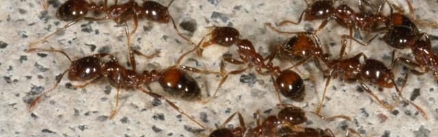 Kada ništa ne pomaže, uradite samo ovo: Evo kako da oterate mrave iz kuće!