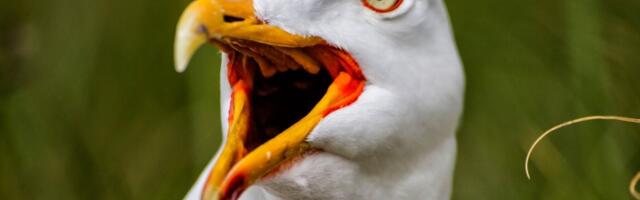 Porodicu u Velsu terorišu galebovi psihopate