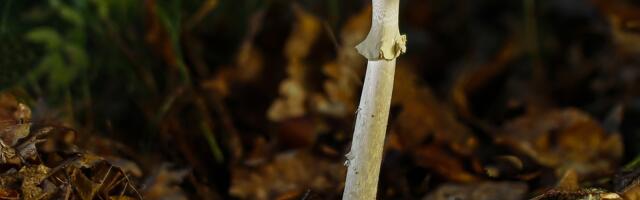 Izdato hitno upozorenje zbog trovanja pečurkama, jedna osoba umrla: I deci dali zelenu pupavku!